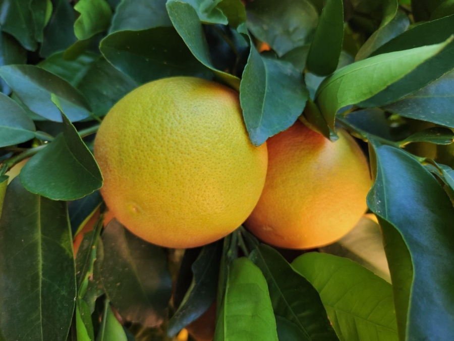 Commercial Property for Sale in Kakamas Rural Northern Cape